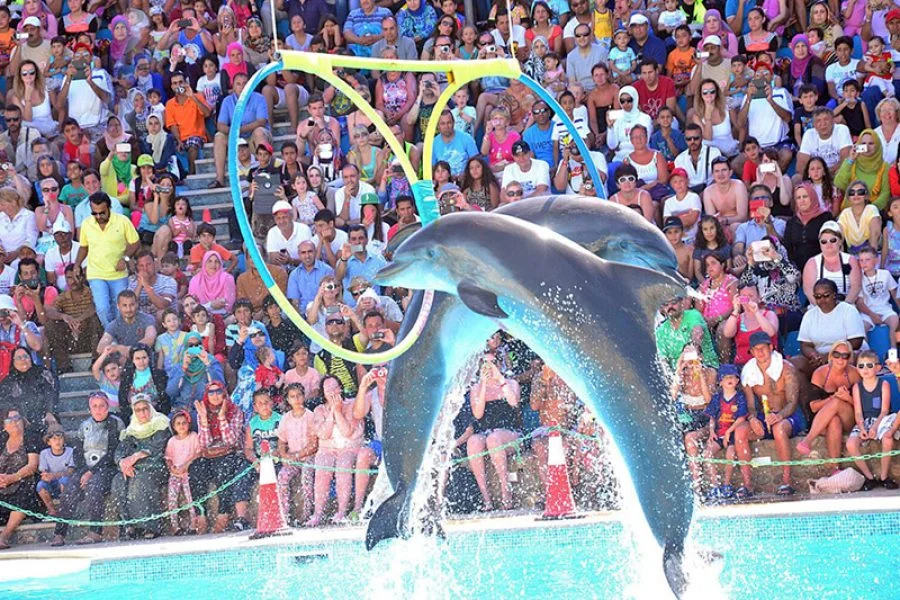 Dolphin show experience